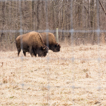 Battelle Darby Creek Bison